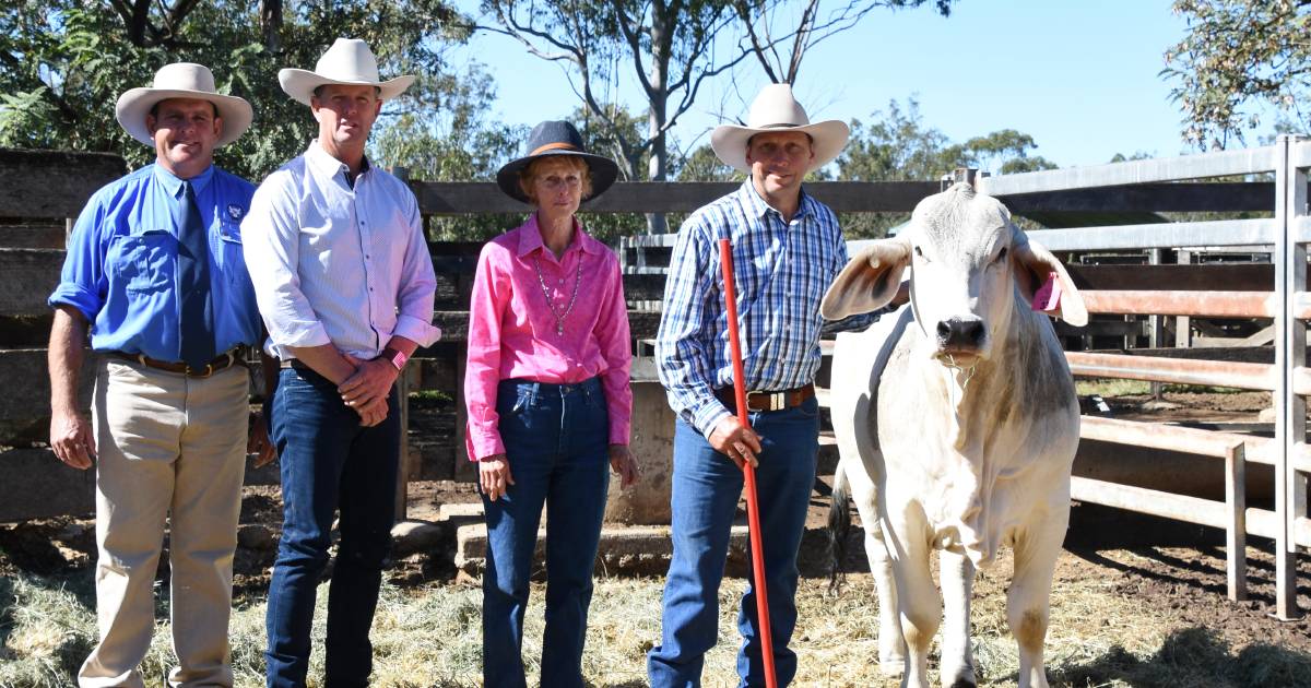 Diverse draft for Gympie sale