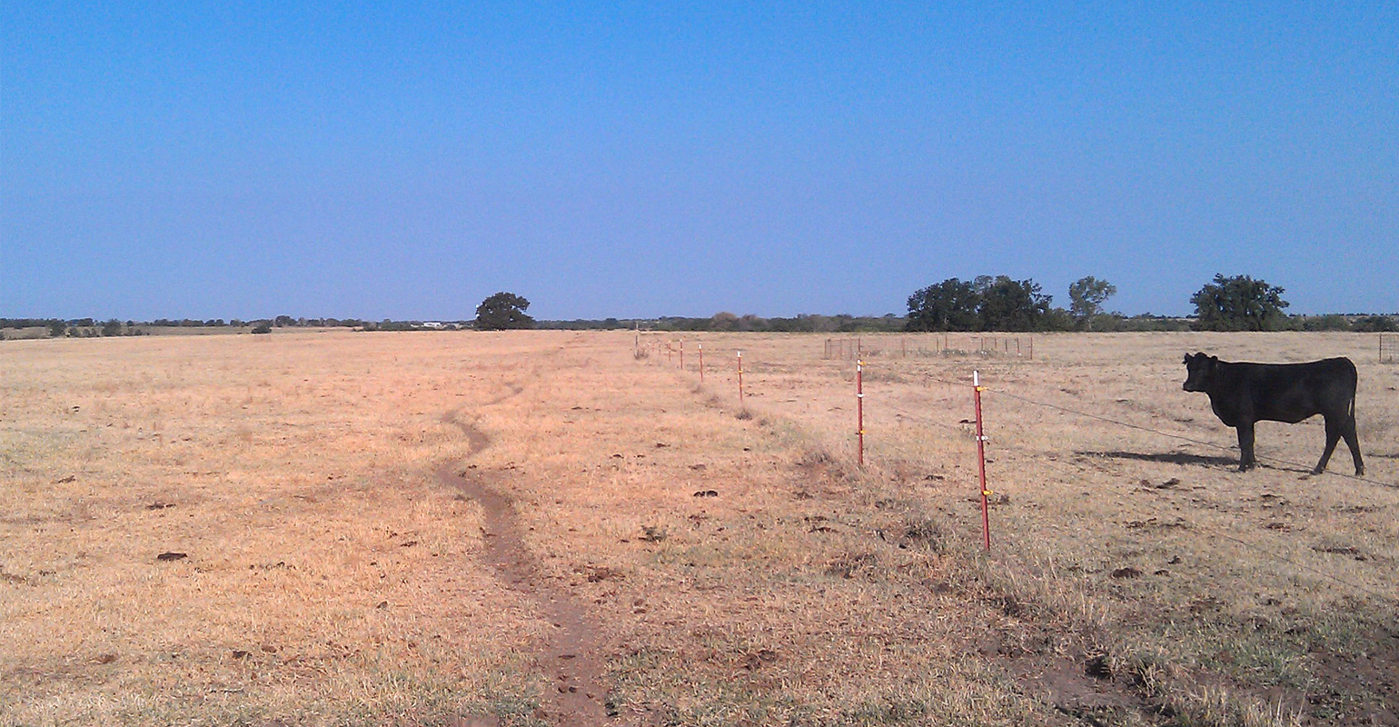 Drought has cattle producers considering their options