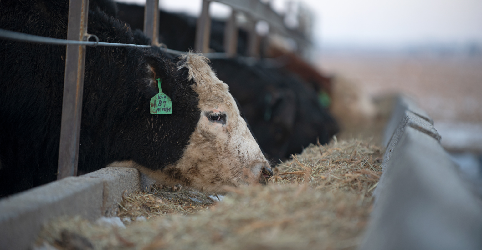 7 steps to prepare calves for feedyard, market