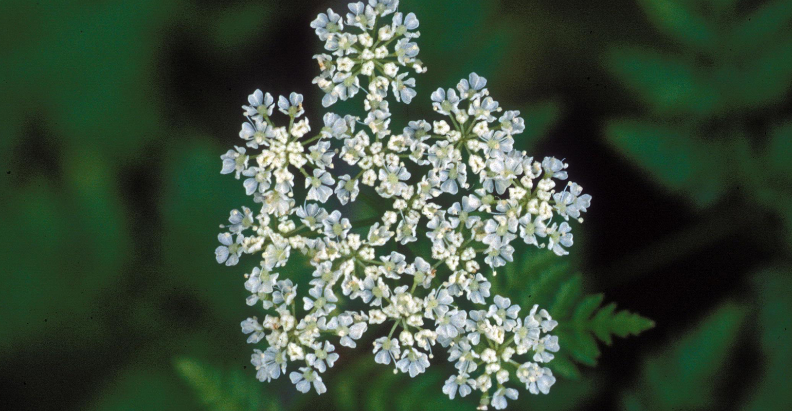 Spraying now for poison hemlock could harm cattle