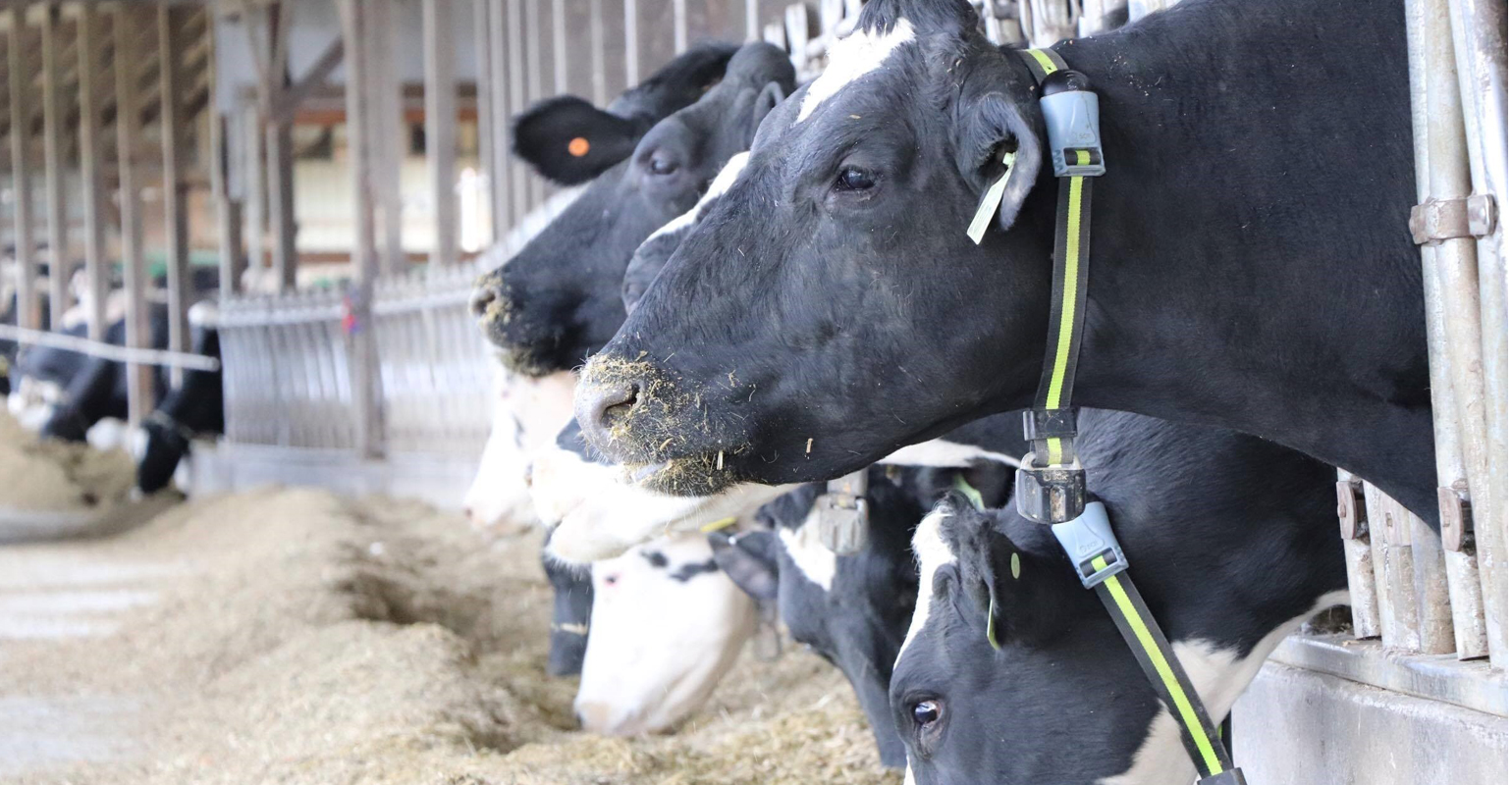 Late-gestation heat stress in cattle affects future generations