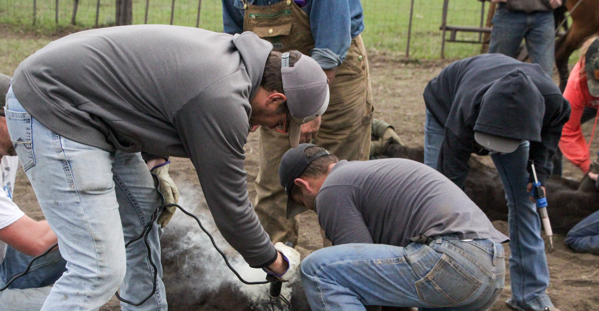 Branding: A ranching tradition