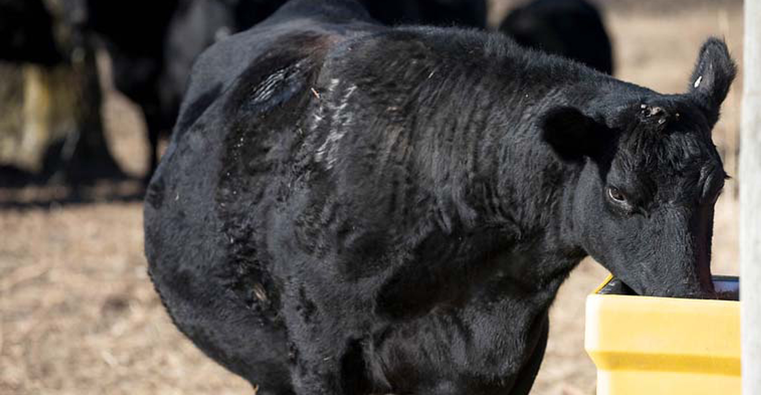 How do we mitigate heat stress in feedlots?