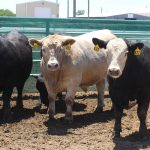 Mundubbera’s Grant Gericke wins six classes at Gympie weaner sale | Queensland Country Life