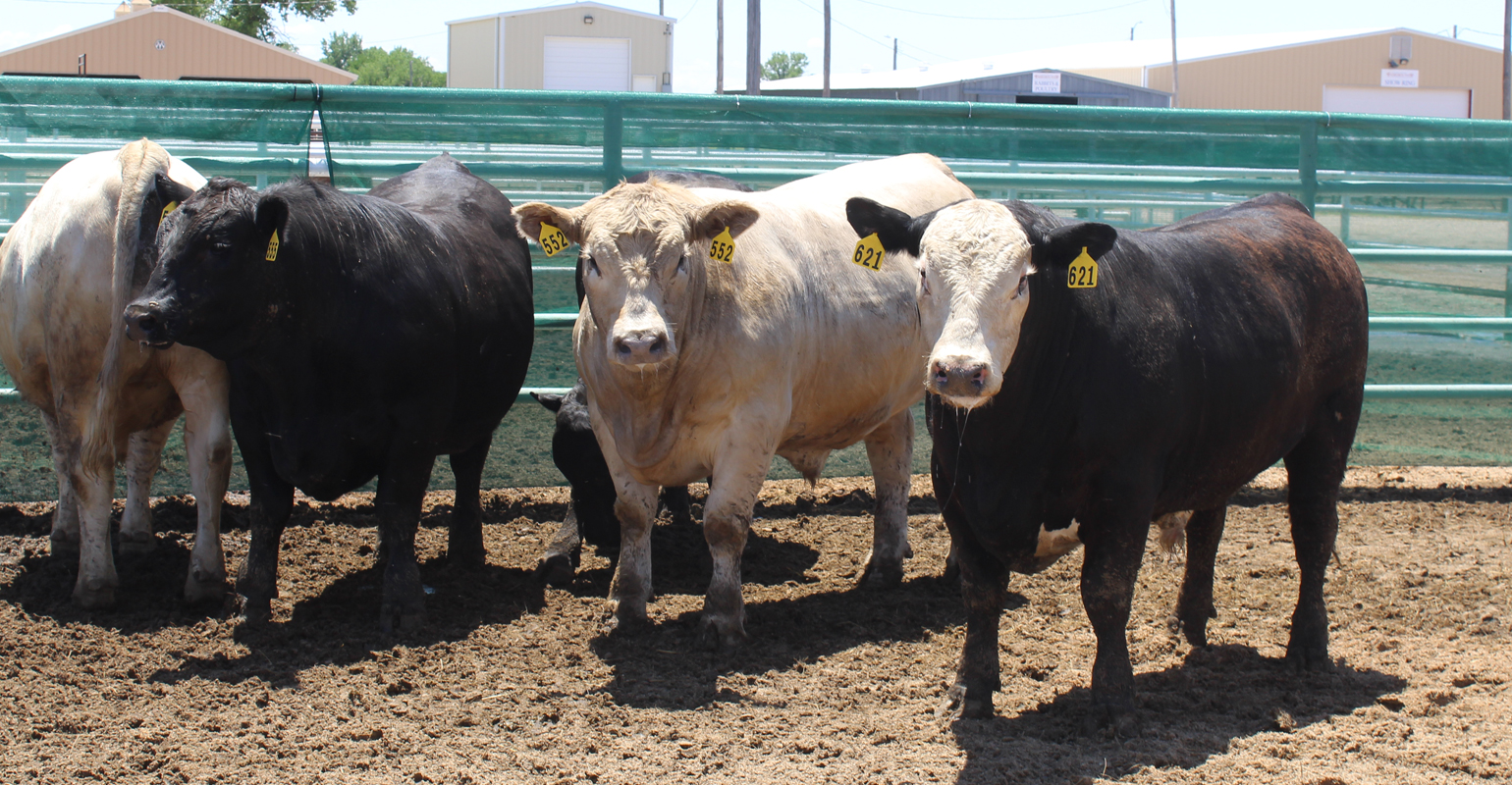 Beef Empire Days showcases industry’s best