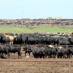 How do we mitigate heat stress in feedlots?