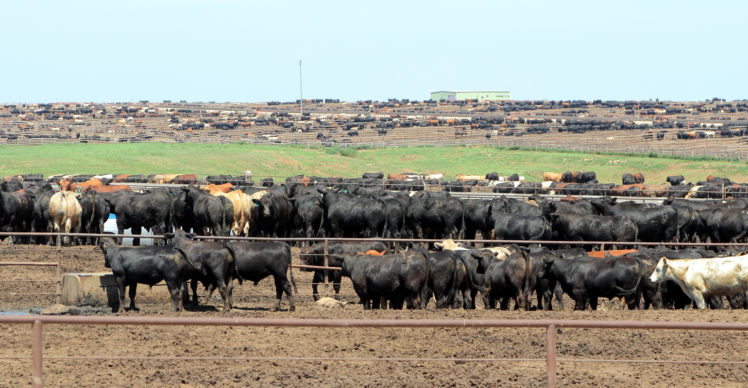 Kansas offers resources to assist cattle feeders after heat event