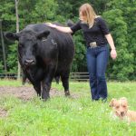 Bull Breeding Soundness Evaluations: a producer’s best investment insurance + VIDEO