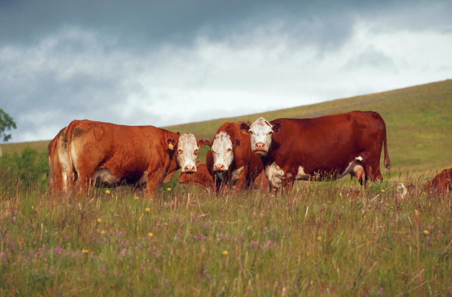 Dropping Like Flies-Prussic Acid in Cattle