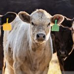 UMN survey: 80% of U.S. consumers prefer animal-based protein