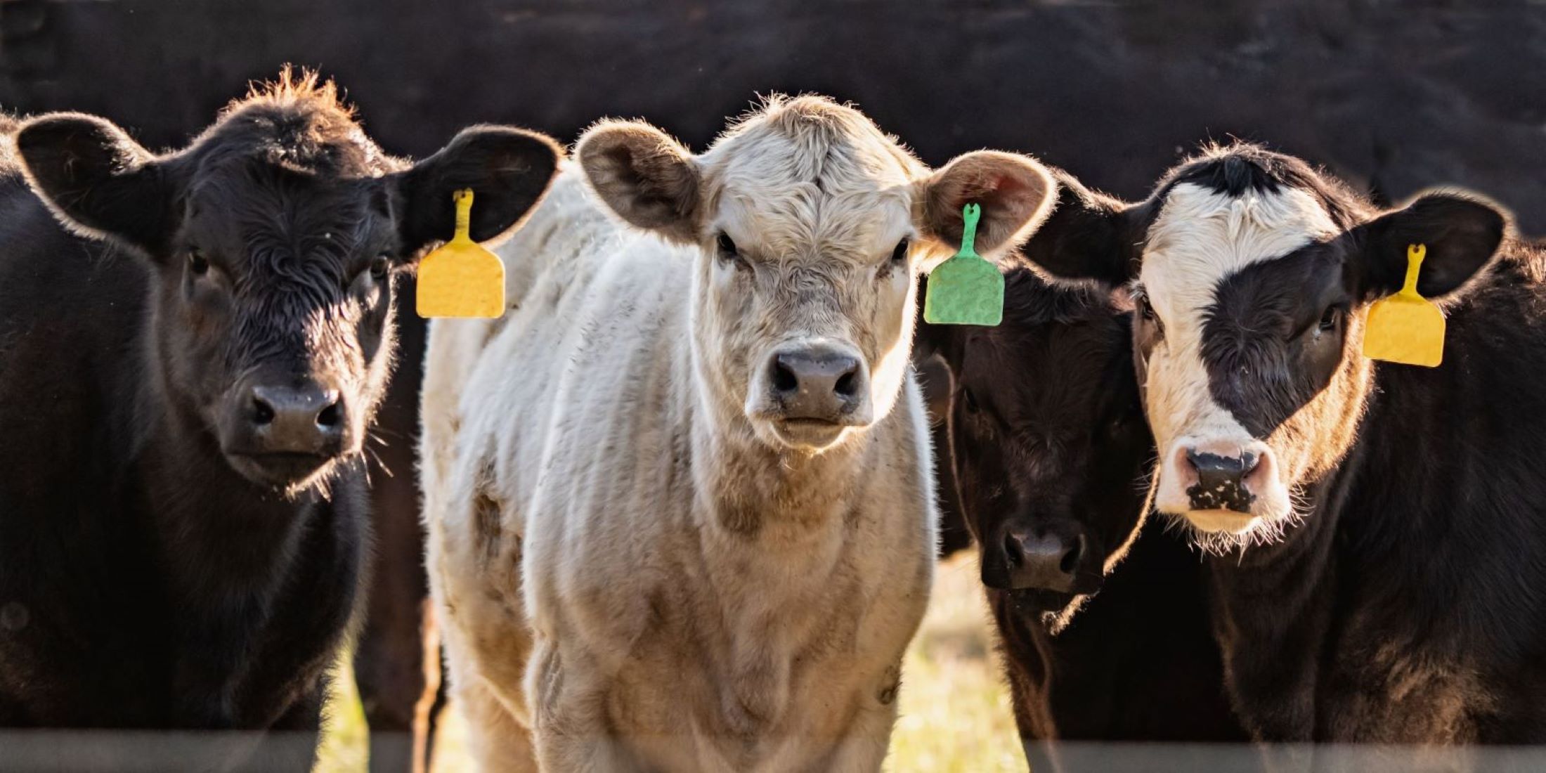 Beef Business Foundations: Understanding Calf Price Differentials