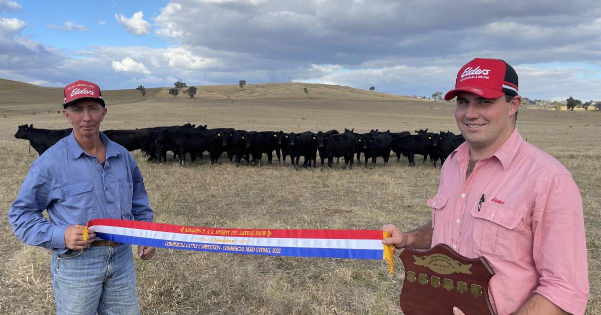 Angus in front at Adelong