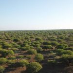 Well developed Western Downs grazing opportunity