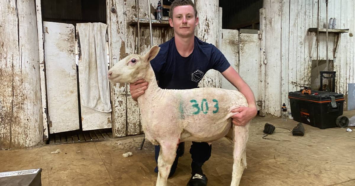 Meet 30 sheep young guns under 30