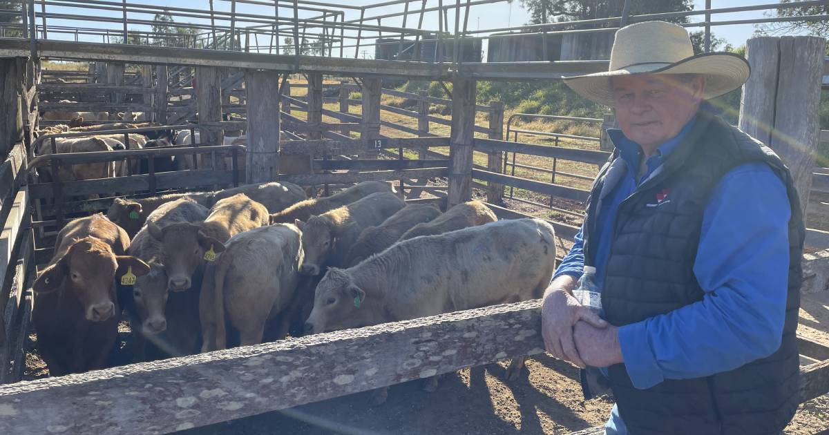 Hoogstraten family's steers take top honours at Coolabunia sale