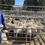 46pc of farmers to expand farming operations: Rabobank Rural Confidence report | Farm Weekly