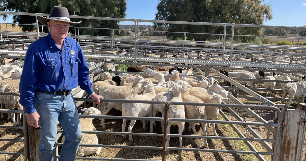 Trade lamb prices take a $10 to $15 a head dip at Warwick