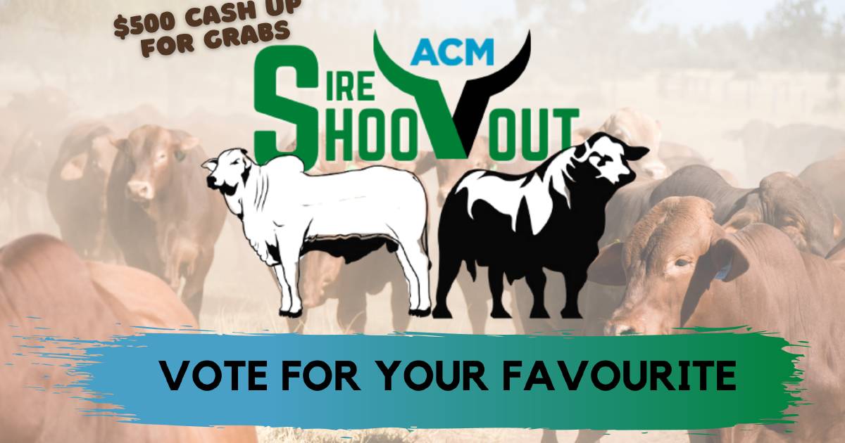 Free content: Have your say on the Sire Shootout winner