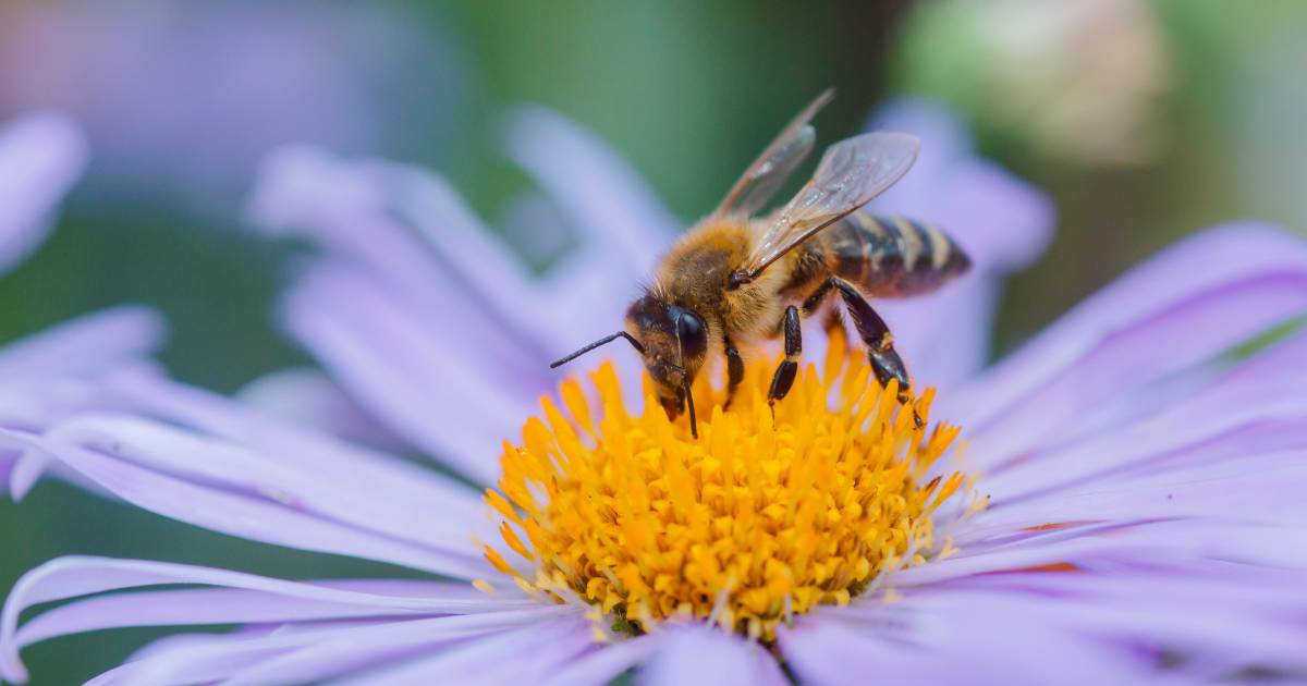 Varroa mite threatens bee industry in NSW