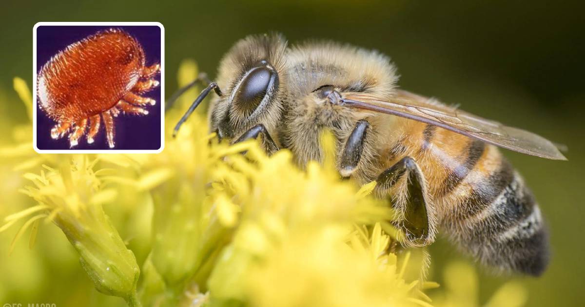 What is Varroa mite and why should we bee worried?