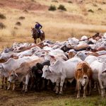 Why producers are stockpiling silage