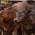 CSU partners with American Hereford Association on genetics research