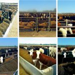 Videos emerge of heat stress deaths in US feedlot cattle