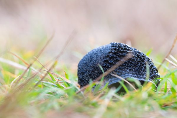 Mind your step: The world’s biggest slugs are alive, well and thriving in England