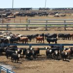 Bion, UNL to collaborate on integrated beef facility