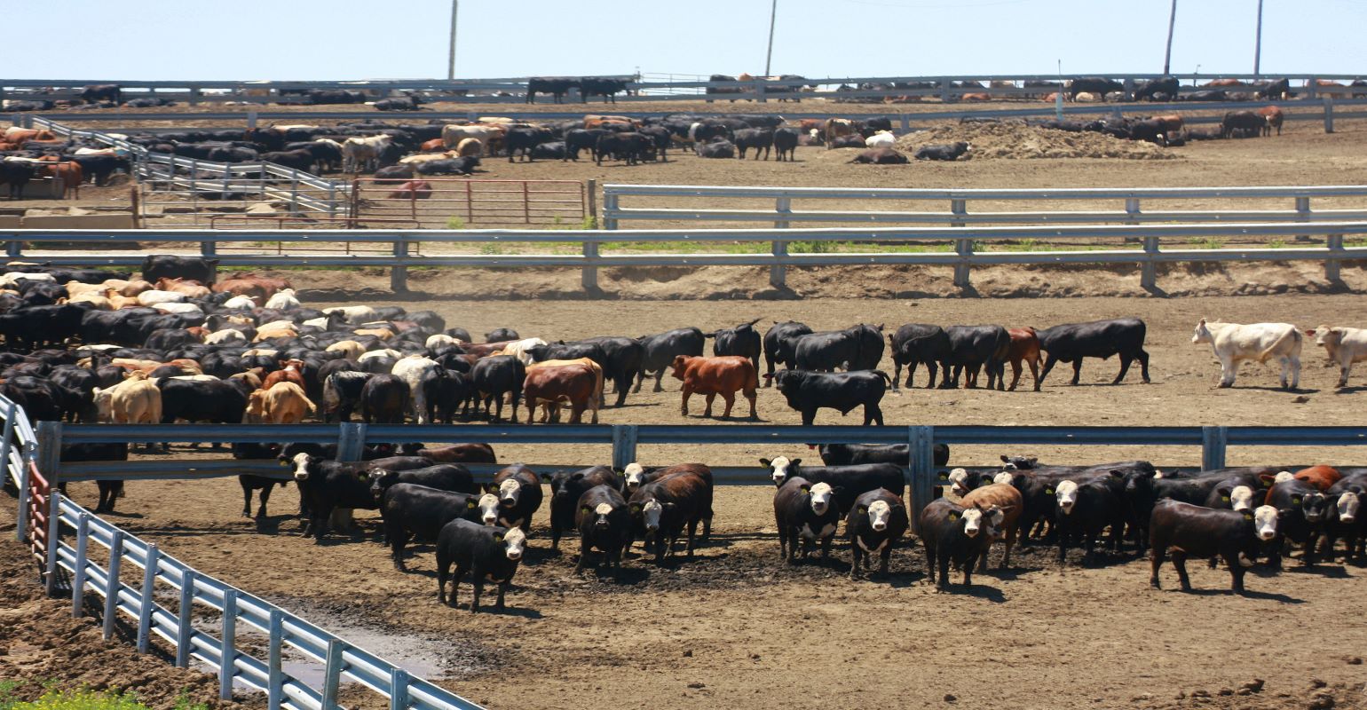 Meeting Water Needs of Cattle in the Feedlot