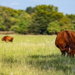 Lactalis lifts milk price on offer to farmers well above $9/kg of milk solids