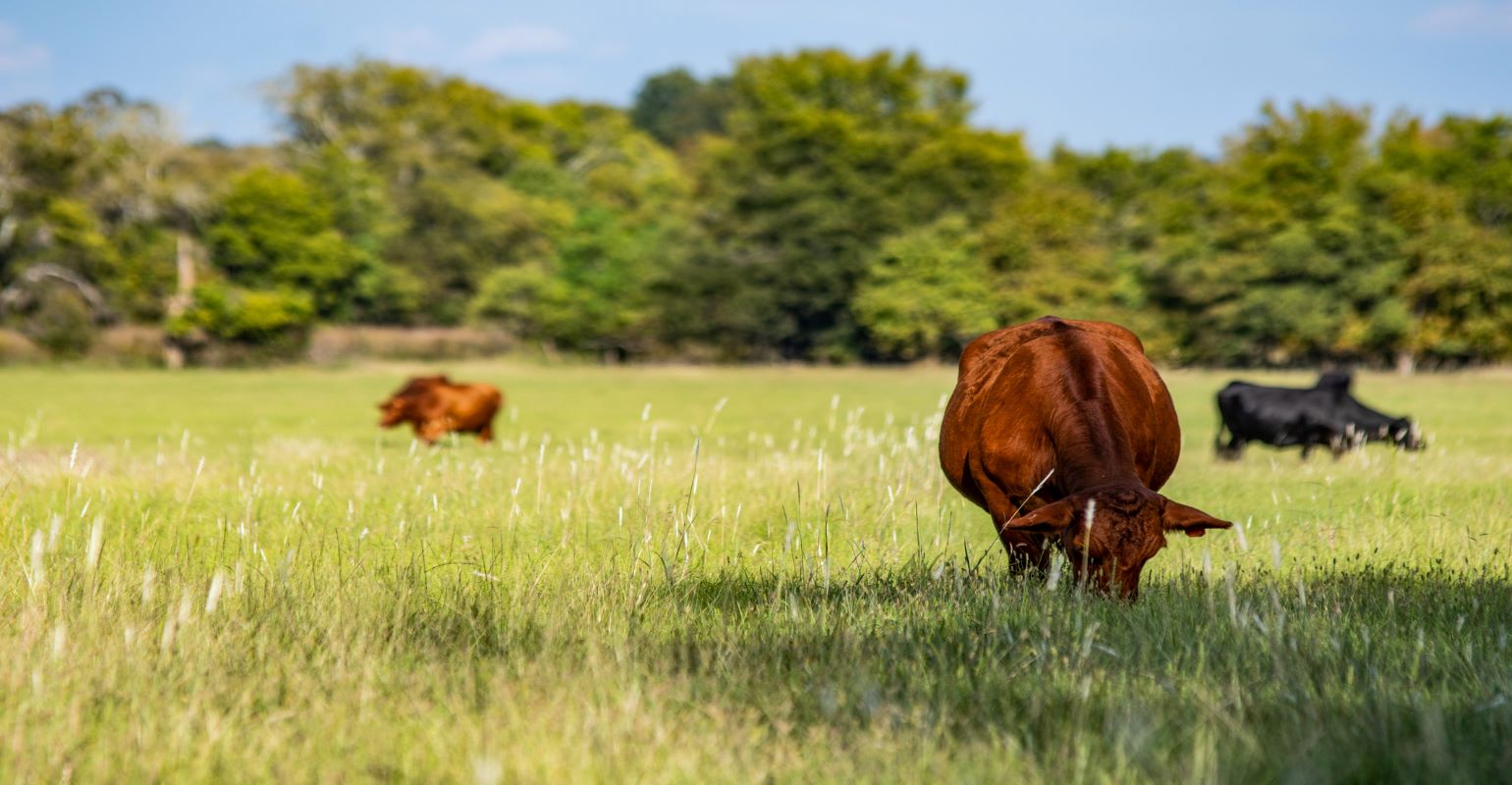 Is Plant ID Necessary for Grassland Management?