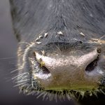 Feeding steam-flaked corn to cattle reduces enteric methane emissions