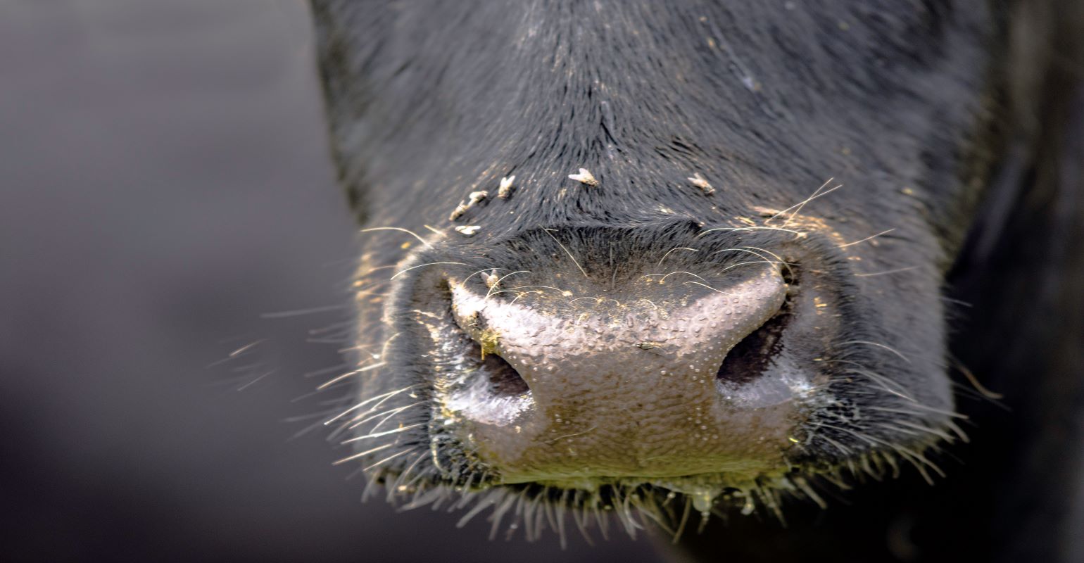 Got flies? | Beef Magazine