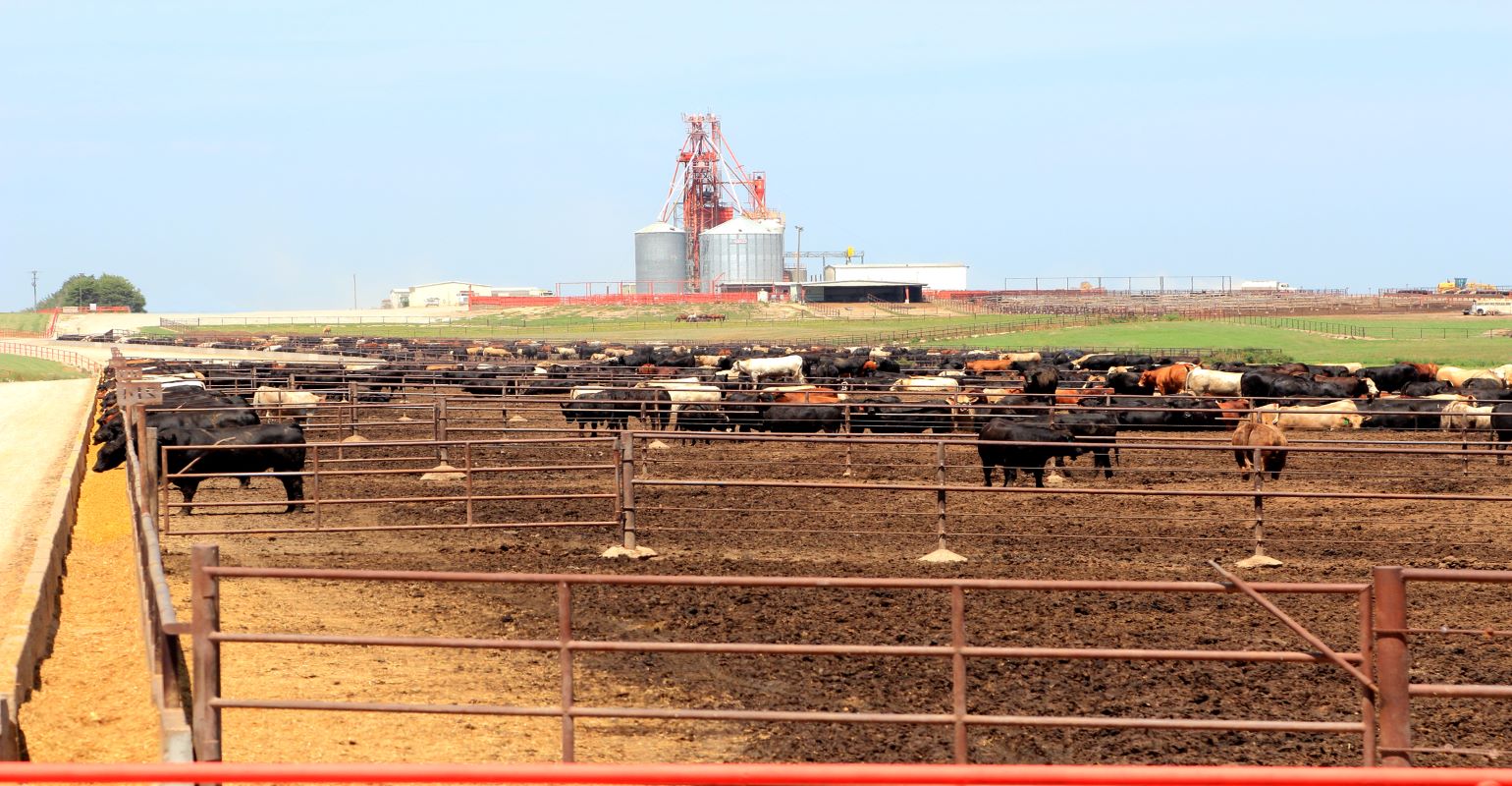 Smaller feedlot numbers ahead | Beef Magazine