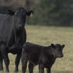 Is Plant ID Necessary for Grassland Management?