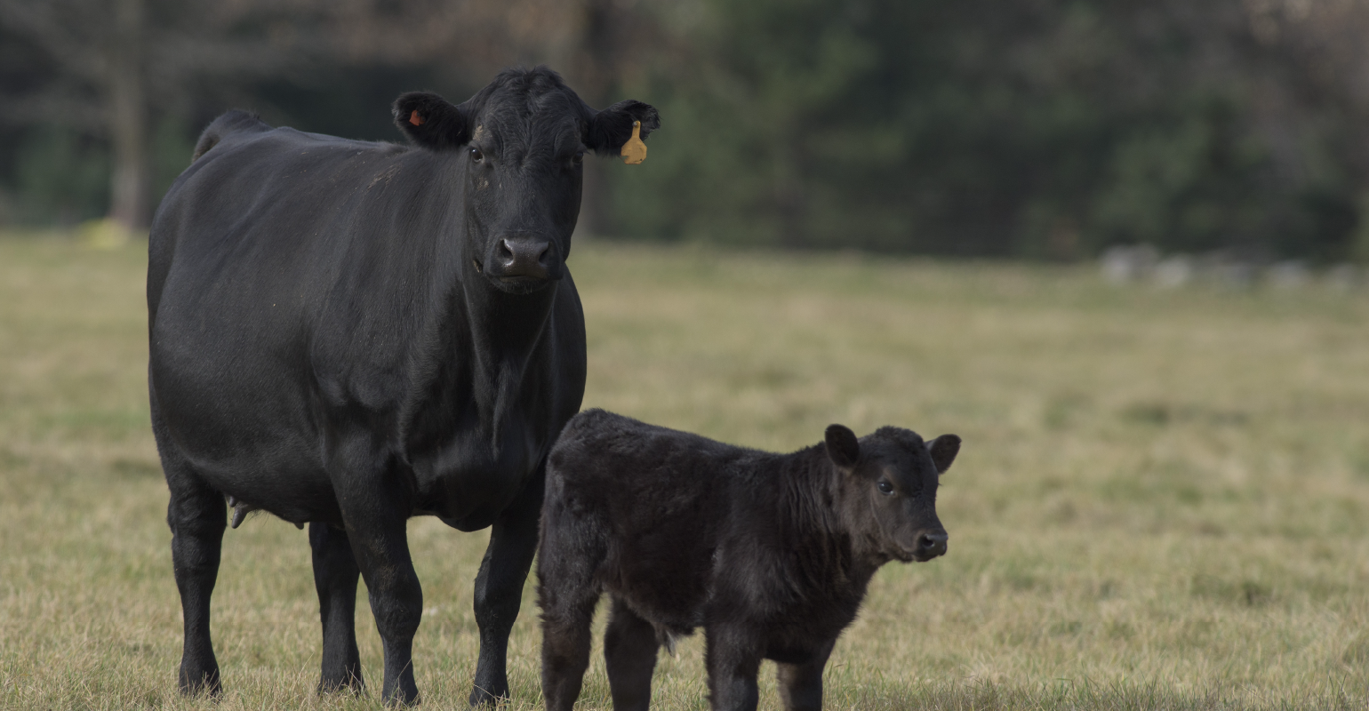 Beef cow slaughter Remains Elevated