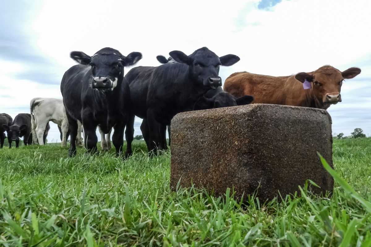 Validating mineral supplements for Grazing Cattle