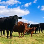 Off-season cattle grazing to help control cheatgrass