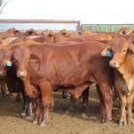 Plenty of choice for graziers and feeders