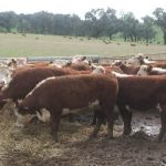 Quality line-up for Boyanup sale