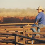 It's Shorthorn showtime at Dubbo | PHOTOS