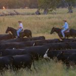 EKKA 2022: Ribbleton and Yarrawonga studs claim champion titles in Santa Gertrudis competition | Queensland Country Life