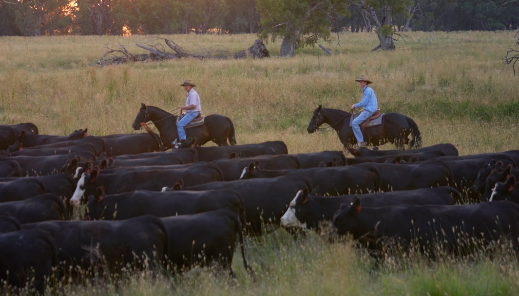 Carbon forum: Has beef become the sacrificial lamb in emissions debate?