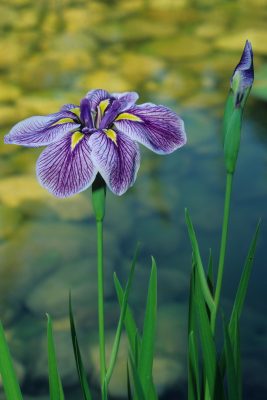 Alan Titchmarsh: The best plants to grow in a boggy garden