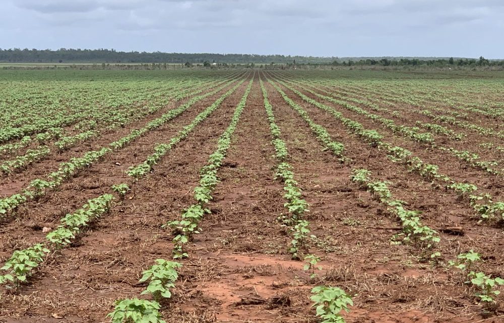 NSW interests swoop on NT cotton cropping opportunity