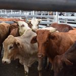 Cattle backgrounding property sold before auction | Pictures