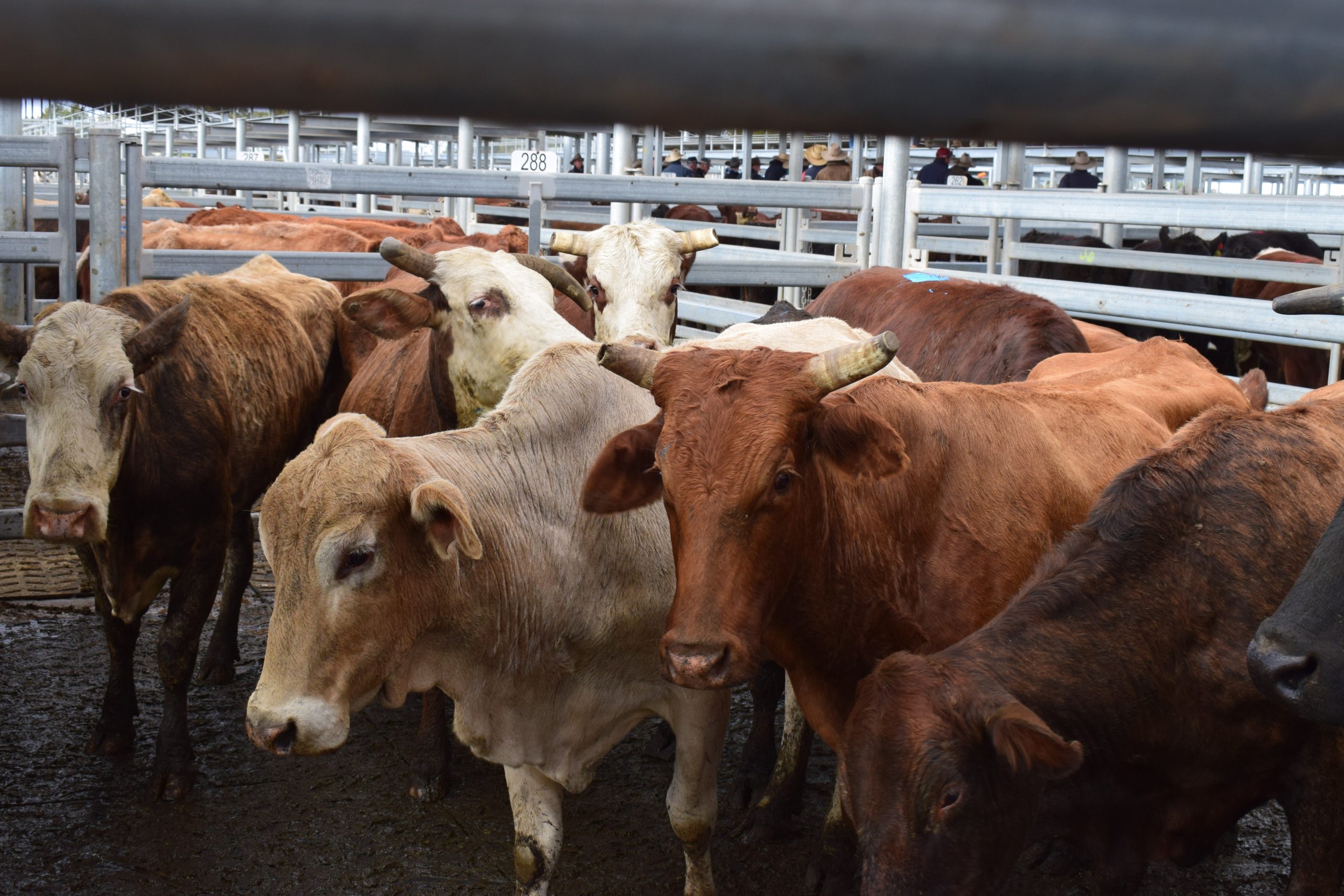 Dubbo producers expecting big Spring after a wet start to 2022