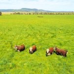 Lord Howe Island cattle comeback thanks to Macka’s Angus Beef | Queensland Country Life