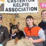 Simmental cross steers 309kg sell for 654c/$2021 at Blackall | Queensland Country Life